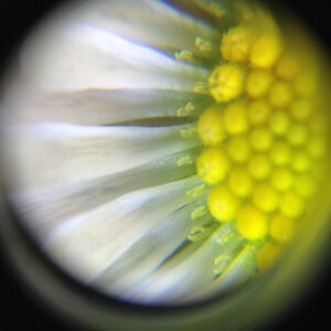 This is not a flower, this is a system.