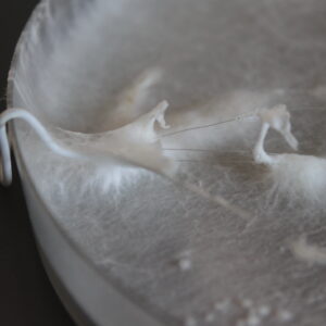 First approach on growing pleurotus ostreatus on MEA and tinned copper wires